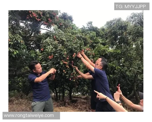 增江区足球比赛直播网站全方位解析及赛事信息更新平台推荐